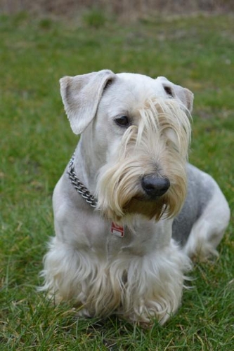 Cesky Terrier in the Grass Journal: Take Notes, Write Down Memories in this 150 Page Lined Journa