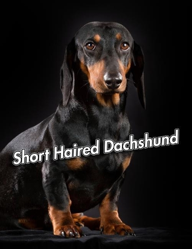 Short Haired Dachshund