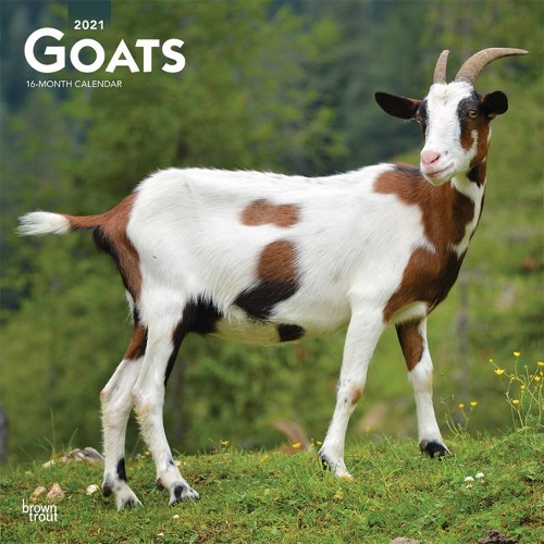 Goats 2021 Square