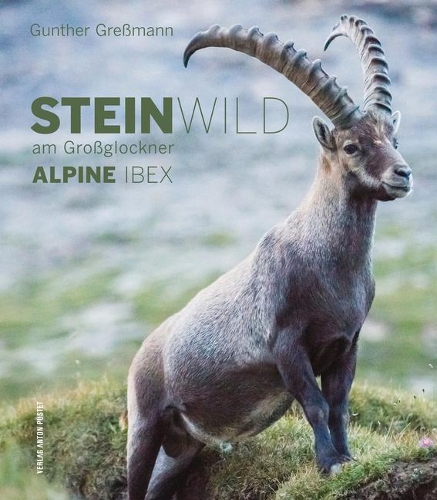 Alpine Ibex