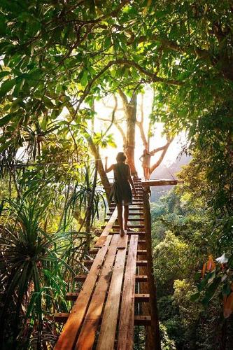 Wood Bridge in the Trees journal