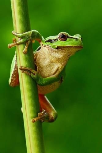 European Tree Frog Ready to Jump Journal
