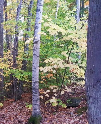 School Composition Book Fall Foliage Autumn Trees 130 Pages: (Notebook, Diary, Blank Book)(Seasonal Fall Photo School Composition Books Notebooks)