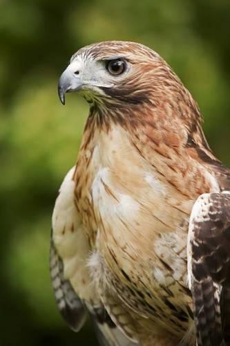 Red-Tailed Hawk Portrait Journal