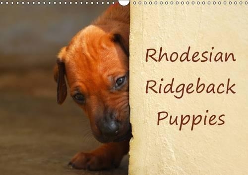 Rhodesian Ridgeback Puppies 2016: A monthly  calendar with photographs of Rhodesian Ridgeback puppies.(Calvendo Animals)