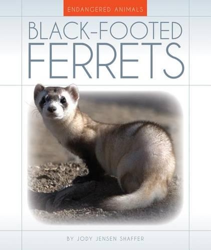 Black-Footed Ferrets