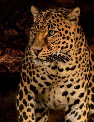 GIGANTIC Sketchbook: BIG Drawing Book with SIX HUNDRED White Blank Pages (300 Sheets) Leopard Cover Design GIANT Sketch Notebook/Journal (8.5 x 11)