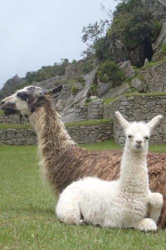 Loving Mama and Baby Llama in Peru Journal