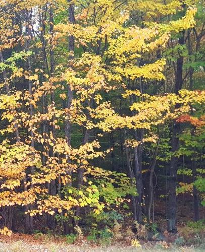 School Composition Book Fall Colors Yellow Leaves 130 Pages