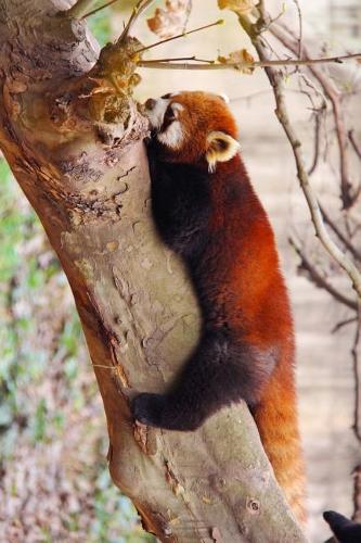 Loveable Red Panda Stretched Out in a Tree Journal
