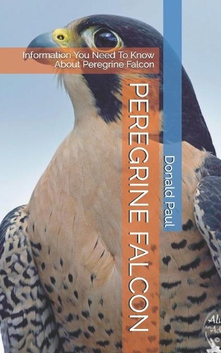 Peregrine Falcon