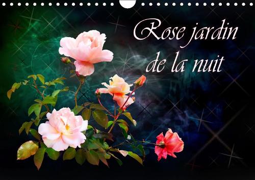 Rose jardin de la nuit 2019