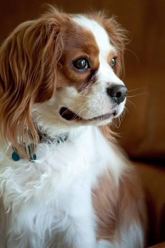 The Cavalier King Charles Spaniel Dog Journal