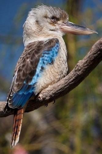 Blue-Winged Kookaburra Kingfisher Bird Journal