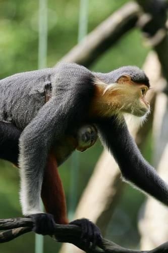 Douc Langur Monkey Journal