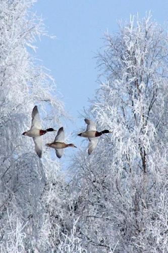 Three Geese Flying South Through a Snow Covered Forest Journal