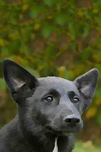 Canaan Dog