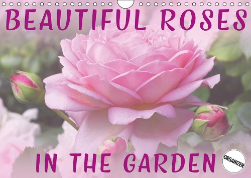 Beautiful Roses in the Garden 2019: Discover beautiful roses in a natural garden environment(Calvendo Nature)