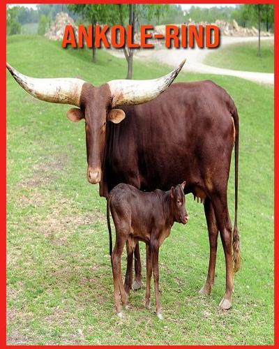 Ankole-Rind