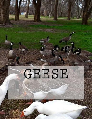 Geese
