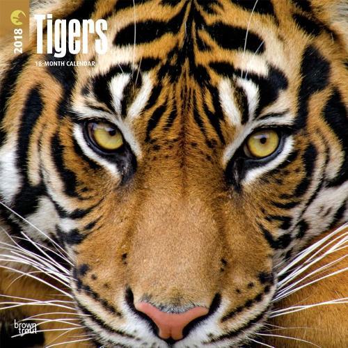 Tigers 2018 Wall Calendar
