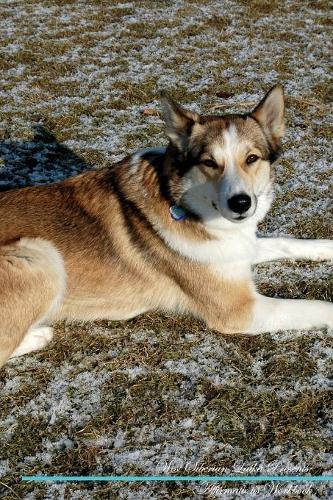 West Siberian Laika Affirmations Workbook West Siberian Laika Presents