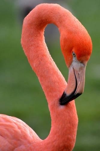 A Flamingo Portrait Bird Journal