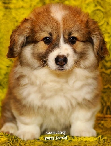 Welsh Corgi Puppy Journal