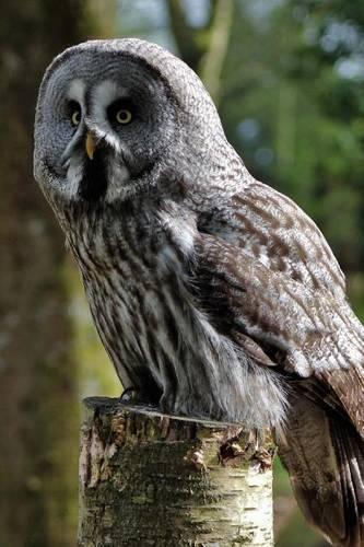 Magnificent Grey Owl Perched on a Post: Blank 150 Page Lined Journal for Your Thoughts, Ideas, and Inspiration(English)