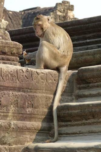 A Long Tailed Macaque at Angkor Wat Cambodia: Blank 150 Page Lined Journal for Your Thoughts, Ideas, and Inspiration(English)