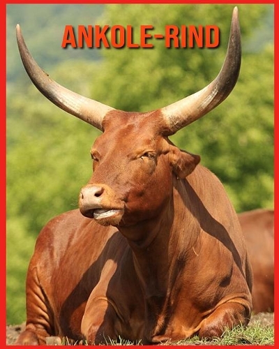 Ankole-Rind