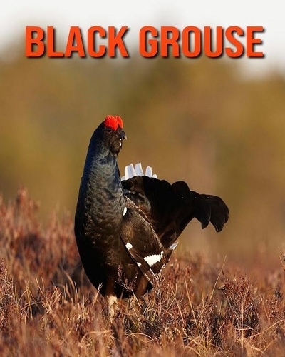 Black Grouse