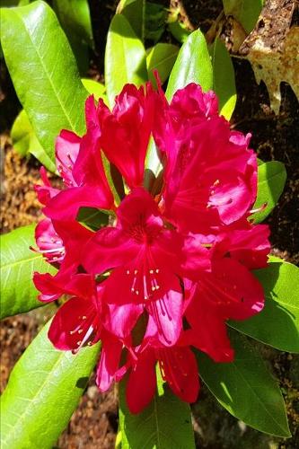 2020 Weekly Planner Bright Summer Bloom 134 Pages: 2020 Planners Calendars Organizers Datebooks Appointment Books Agendas