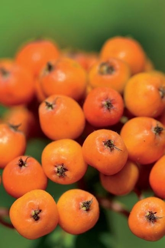 Orange Rowan Mountain Ash Berries Journal: Take Notes, Write Down Memories in this 150 Page Lined Journal