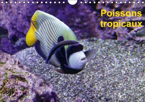 Poissons tropicaux 2018
