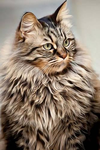 Maine Coon