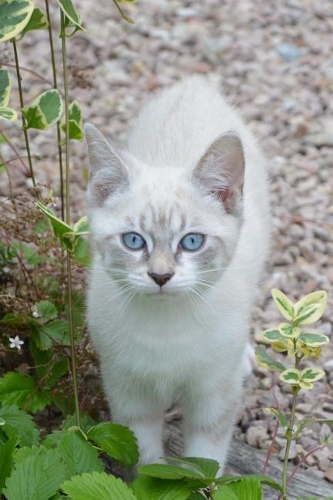Pretty Blue-Eyed Kitty Cat Journal