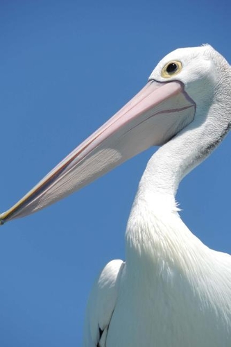 Pelican