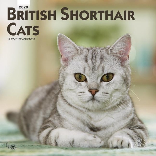 British Shorthair Cats 2020 Square Btuk