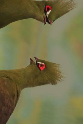 A Pair of Beautiful Turaco in Senegal, Birds of the World