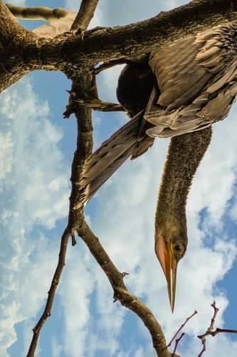 Anhinga Snakebird in a Tree in Florida, Birds of the World
