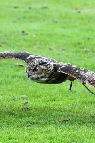 Eurasian Eagle Owl Flying Over the Grass