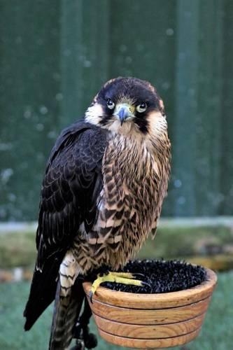 Peregrine Falcon Perched in a Bowl, Birds of the World