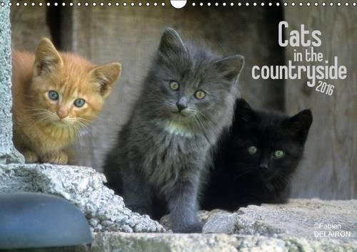Cat's in the countryside 2016: The life of cats in a barn and on a farm(Calvendo Animals)