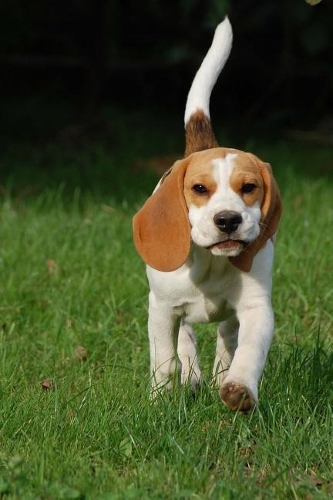 Adorable Beagle Puppy Dog Up Close Journal