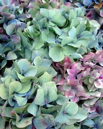 Hydrangeas: Flowering Plants Journal/Notebook/Diary(Flowers)