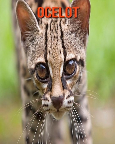 Ocelot