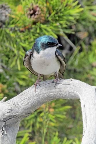 Beautiful Tree Swallow on a Branch, Birds of the World