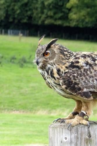 Eurasian Eagle Owl on a Post, Birds of the World