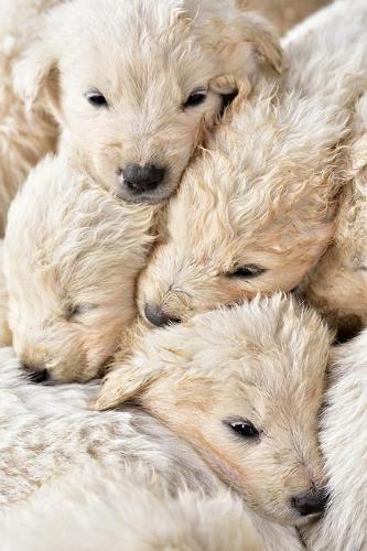 Cuddling Puppies Journal